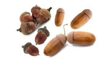 Acorns
