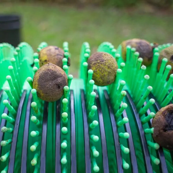 18" Schwarze Walnusssammler