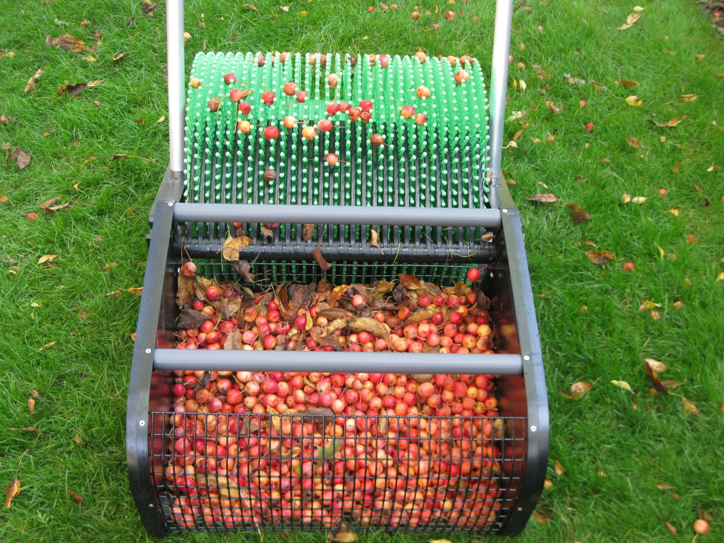 Ramasseuse de pommes sauvages 12"