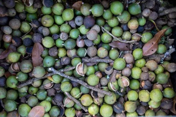 12″ Macadamia Nut Harvester