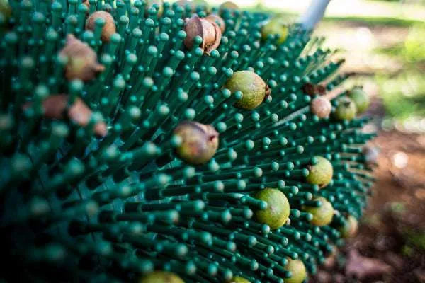 12″ Macadamia Nut Harvester