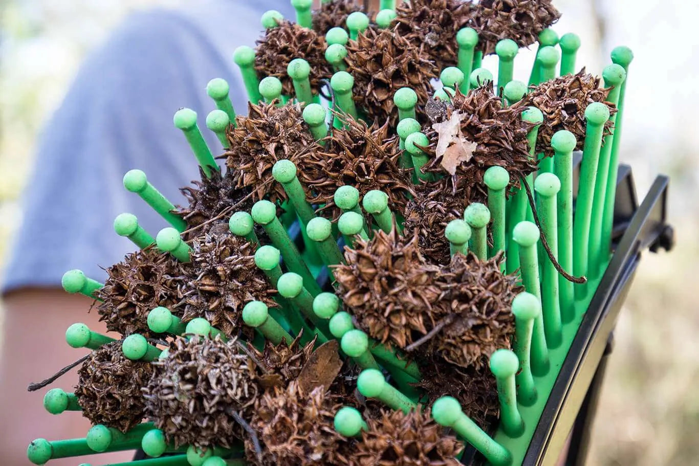 Ramasseuse de boules de liquidambar Stab-A-Nut