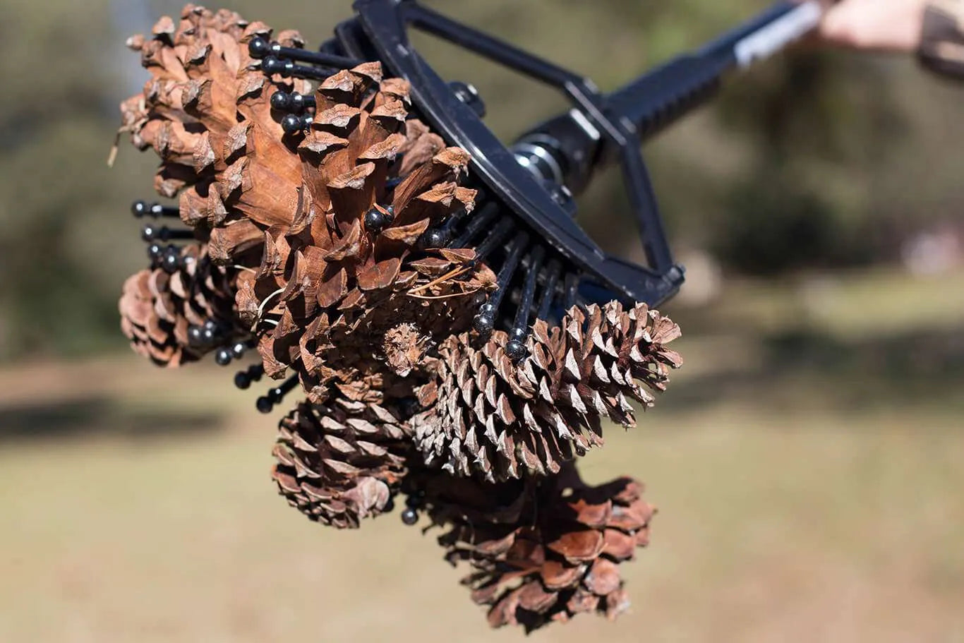 Stab-A-Nut Pine Cone Collector