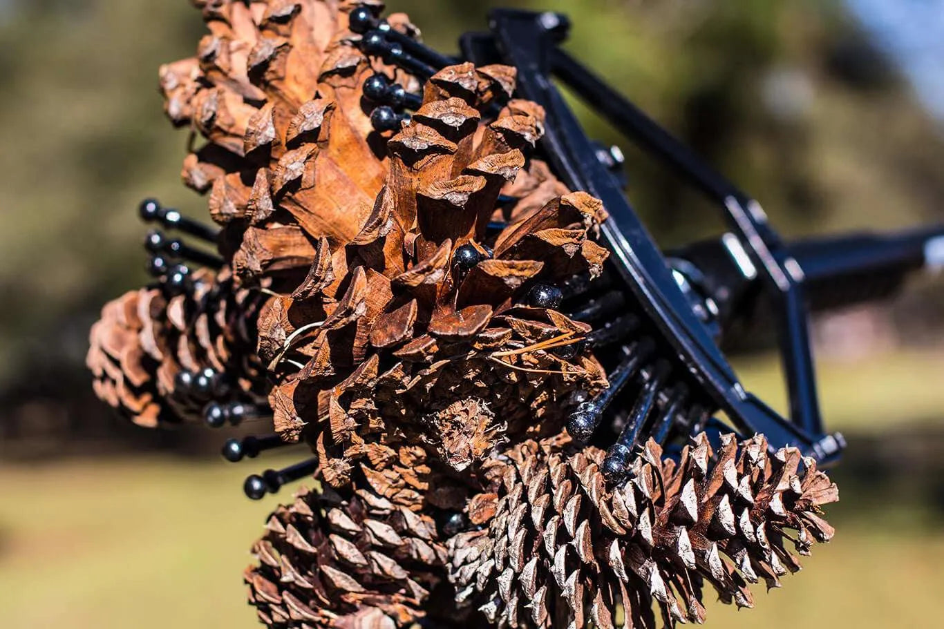 Stab-A-Nut Pine Cone Collector