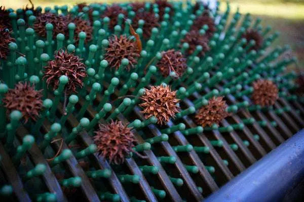 Ramasseuse de boules de liquidambar 36" à pousser