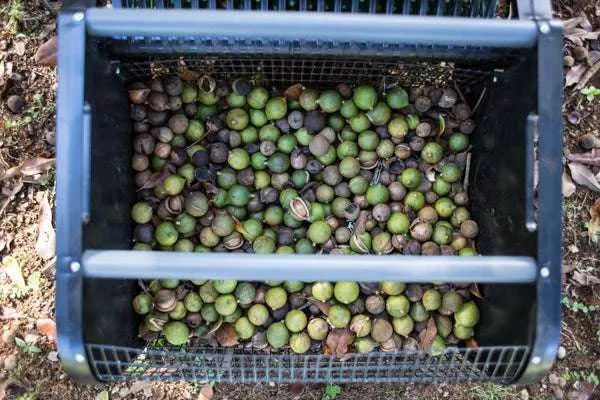 Récolteuse de noix de macadamia 18"