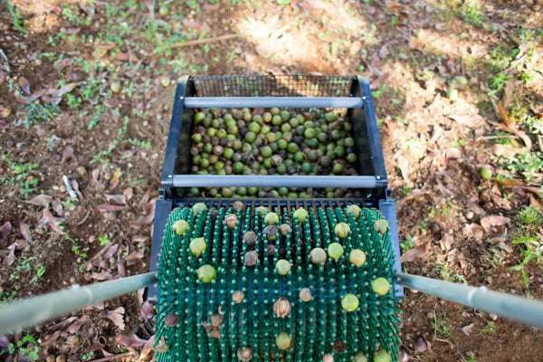 Récolteuse de noix de macadamia 18"