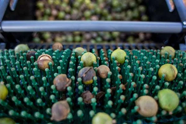 Récolteuse de noix de macadamia 18"