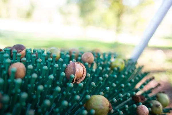 Récolteuse de noix de macadamia 18"