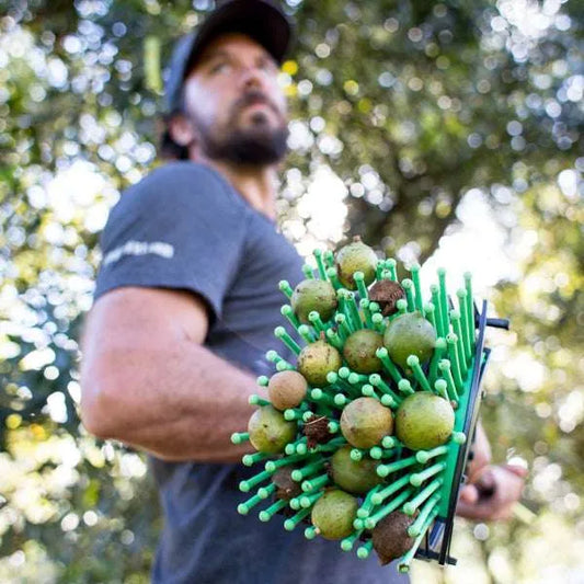 Stab-A-Nut Macadamia Nut Harvester