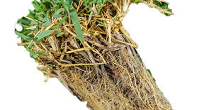 Grass Plugs