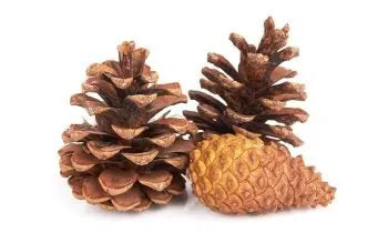Pine Cones