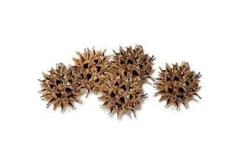 Sweet Gum Balls