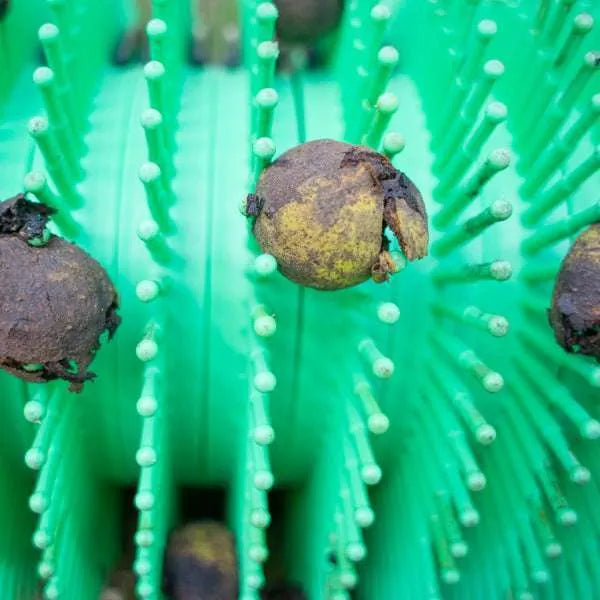 Récolteuse de noix noires 36" à pousser