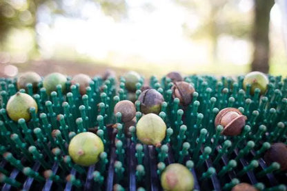 12″ Macadamia Nut Harvester