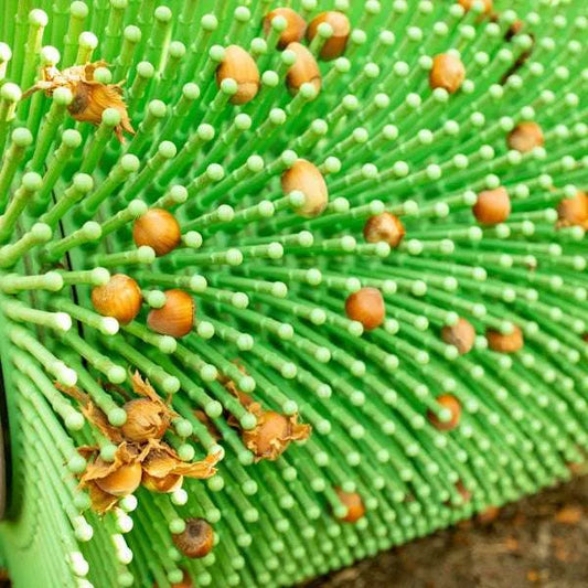 12″ Push Hazelnut / Filbert Harvester